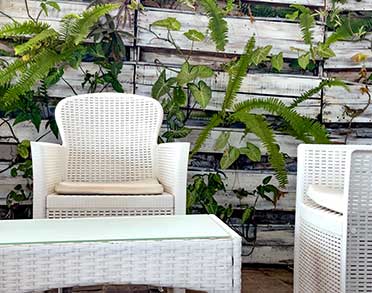 palm beach santa maria sal cape verde cafe caffetteria vertical garden green